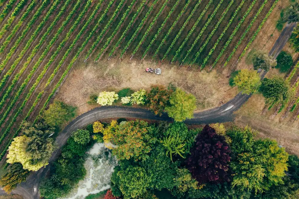 Vineyard landscape (illustrative picture)