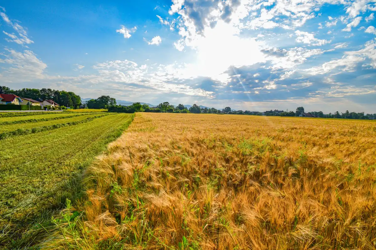Wheat field (illustrative picture, not the producer)