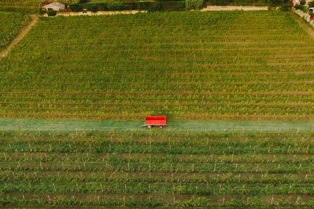 Vineyard landscape (illustrative picture)