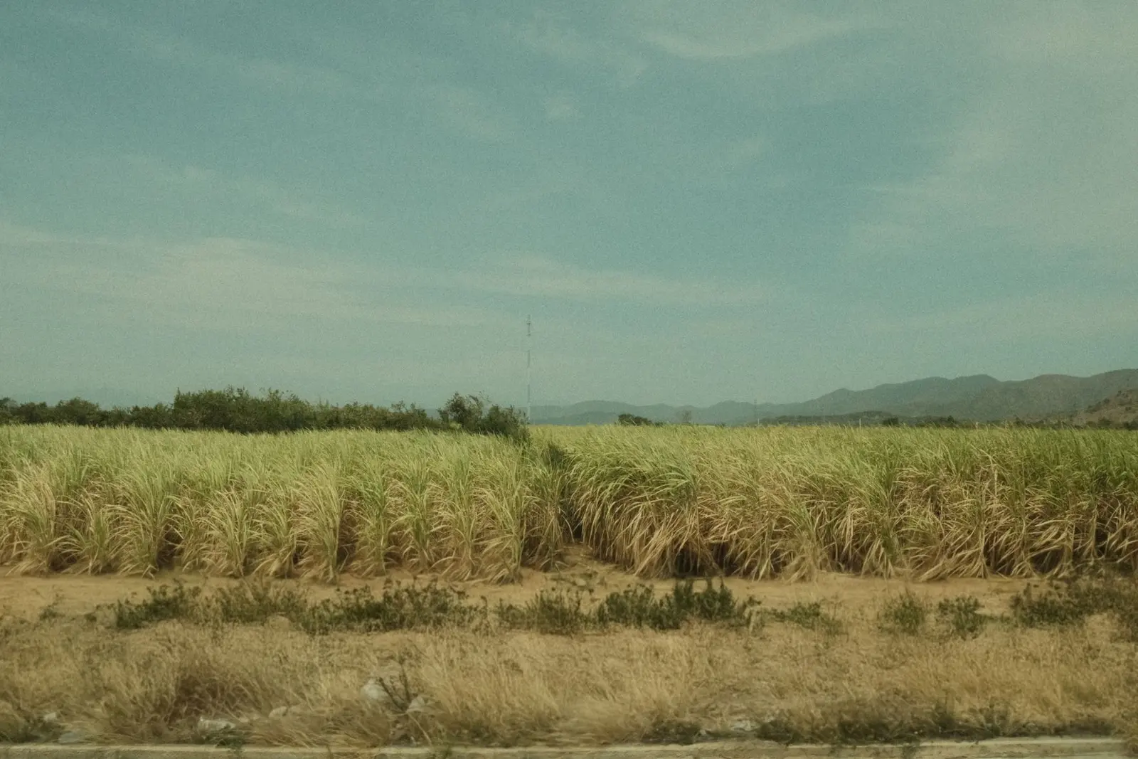 Sugar cane field (illustrative picture, not the producer)