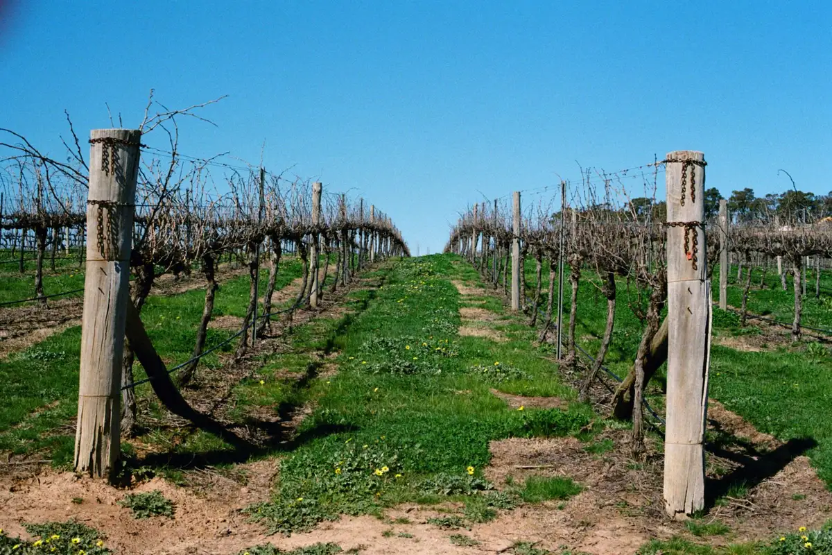 Vineyard landscape (illustrative picture)