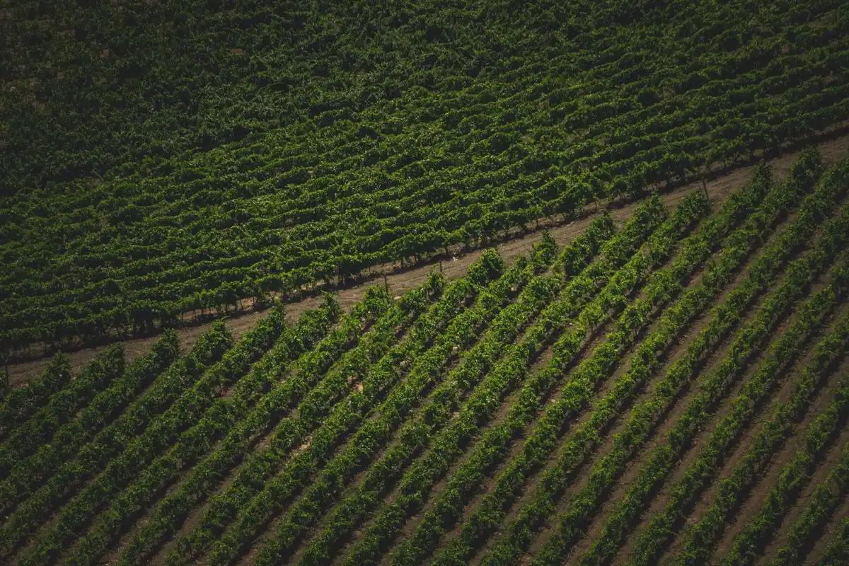 Vineyard landscape (illustrative picture)