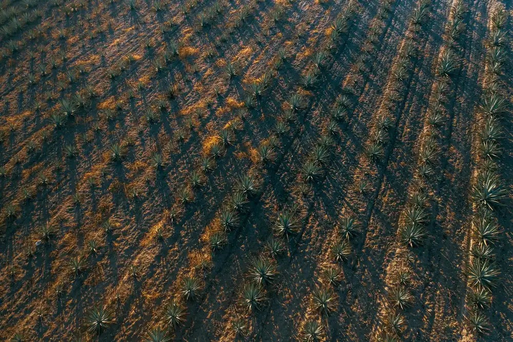 Agave field (illustrative picture, not the producer)