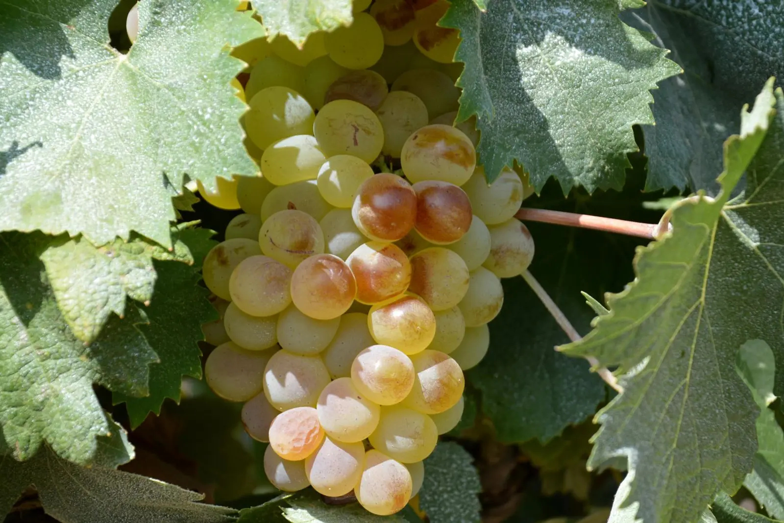 Vineyards in Corsica, France