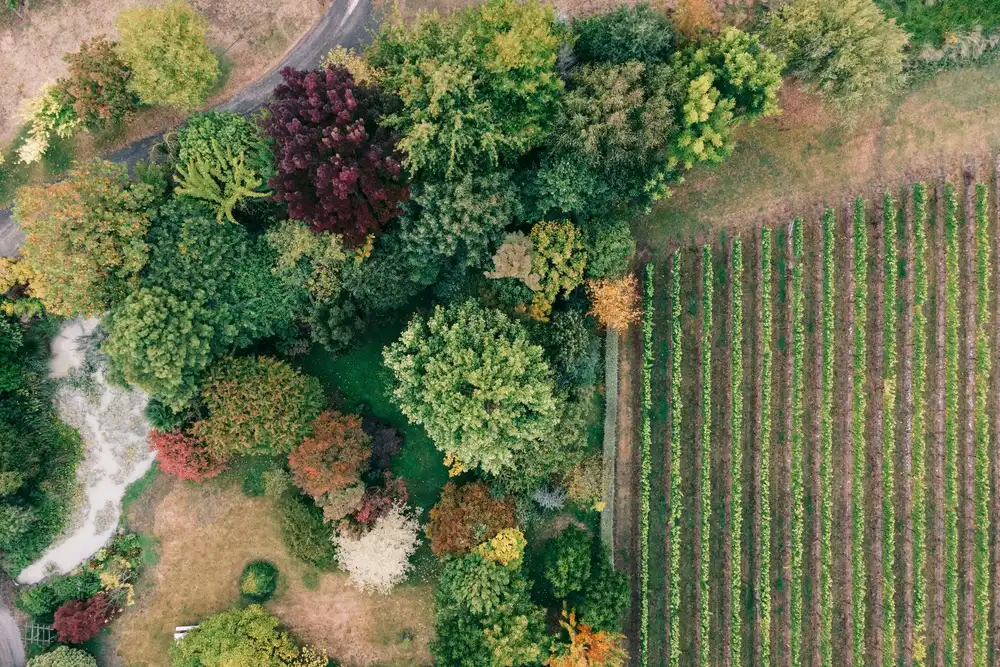 Vineyard landscape (illustrative picture)