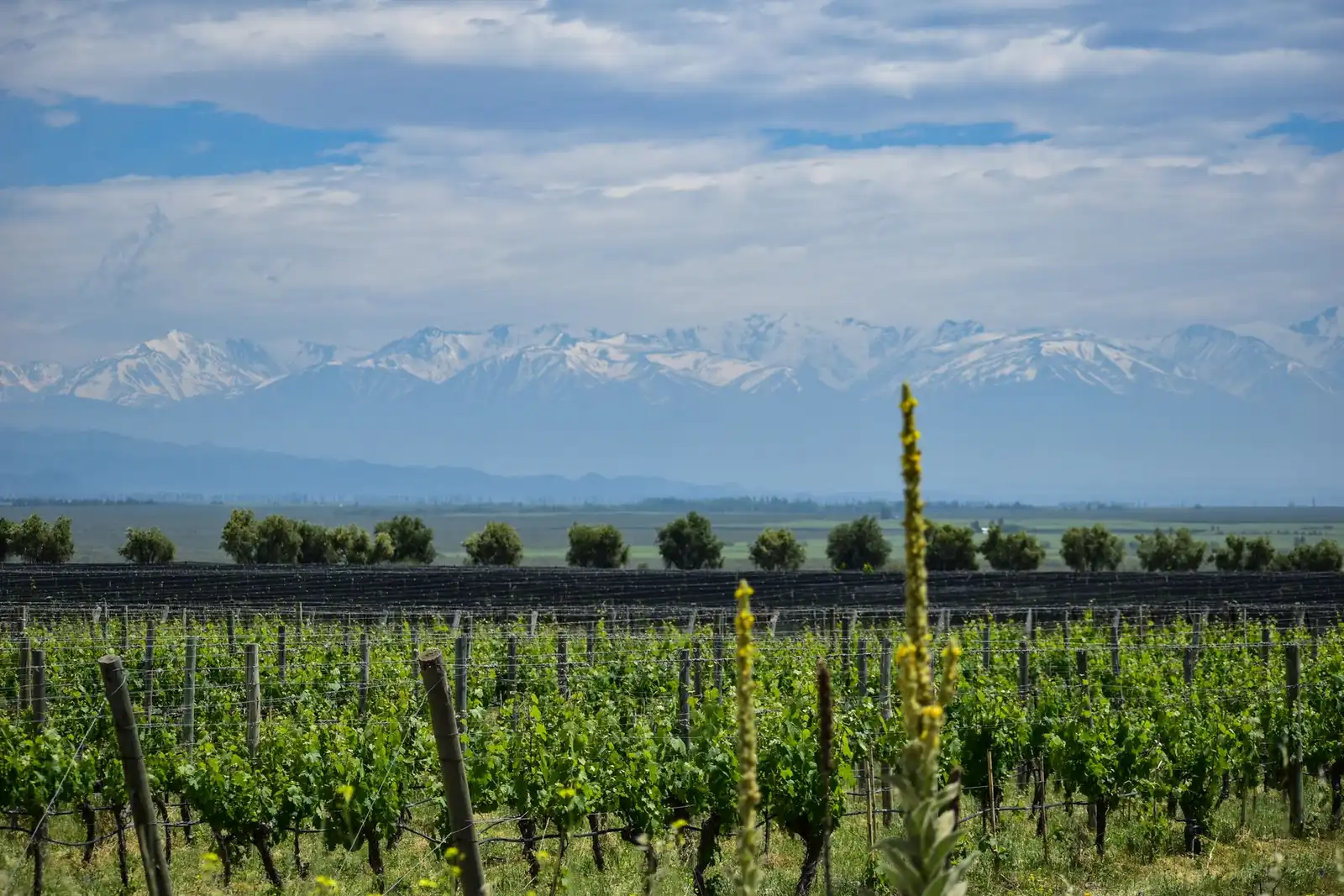 Vineyards in Mendoza, Argentina