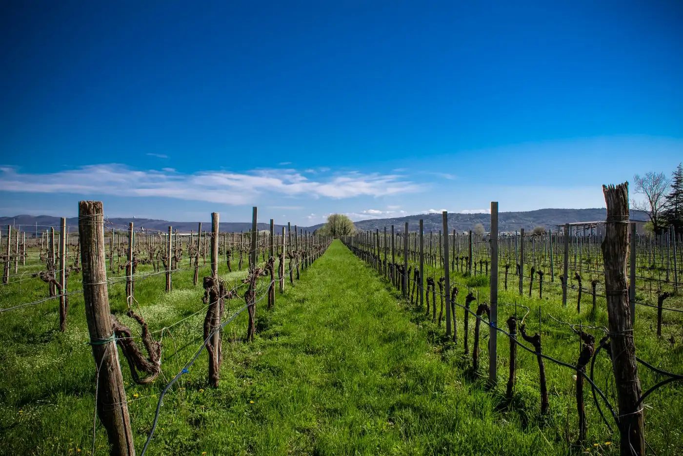 Vineyards in Friuli-Venezia Giulia, Italy