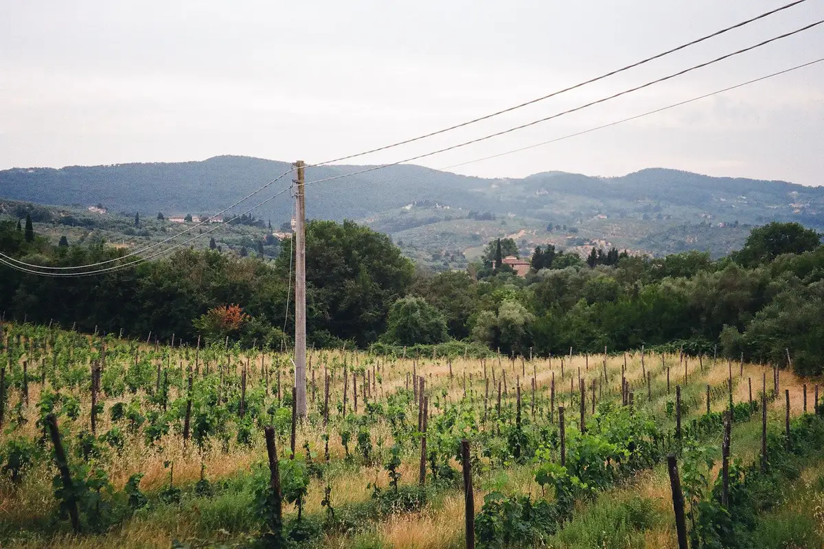 Vineyard landscape (illustrative picture)