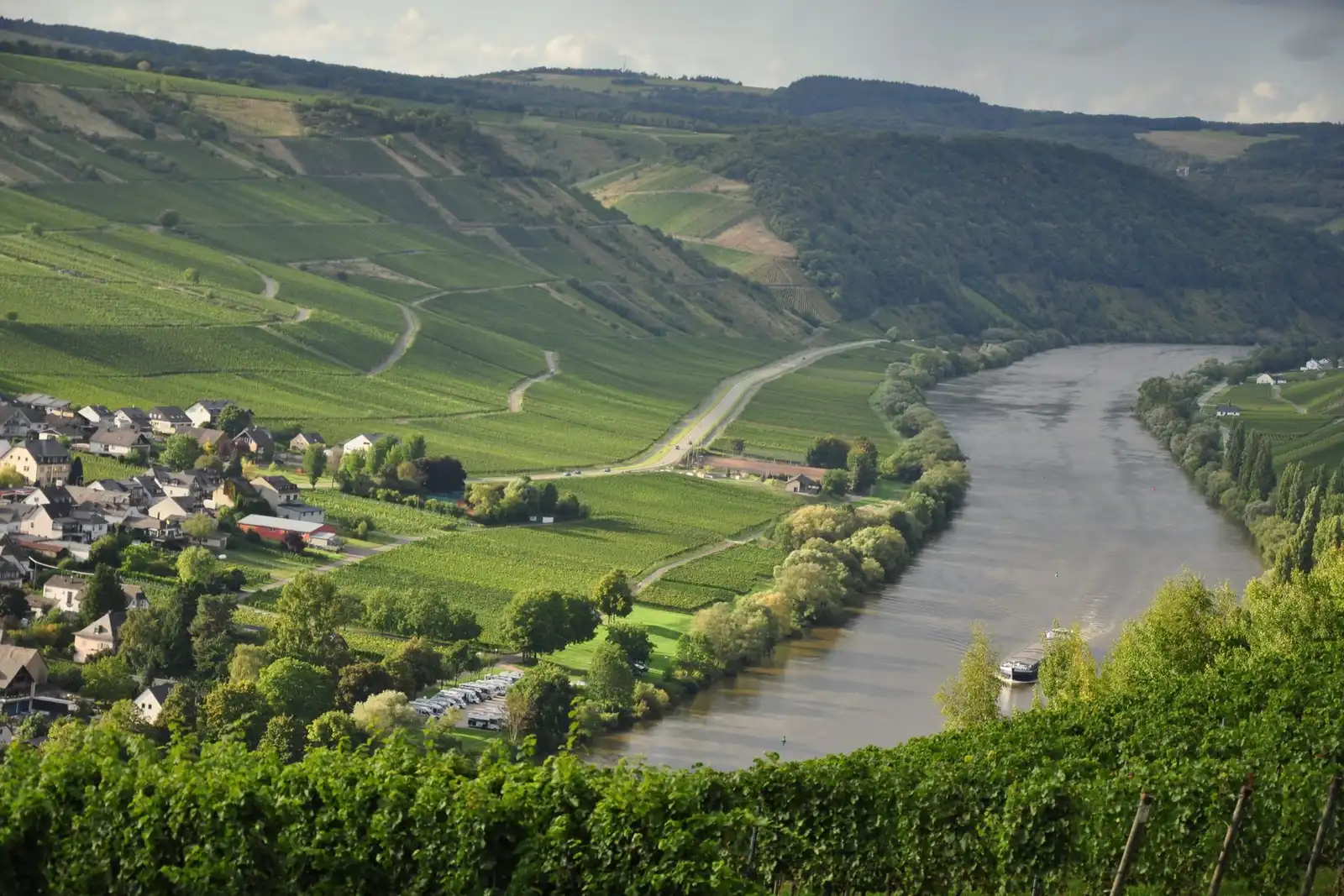 Vineyard landscape (illustrative picture)