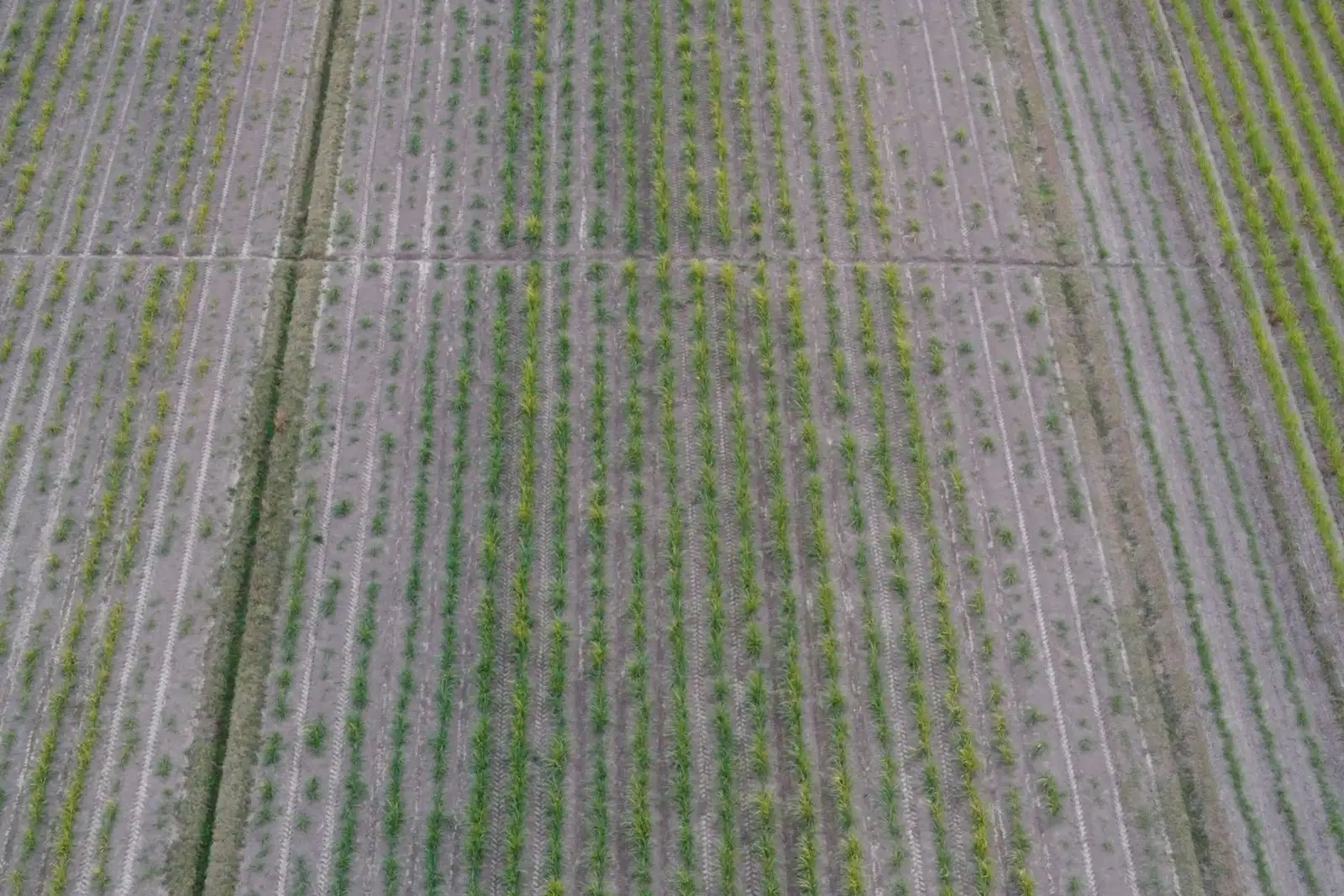 Sugar cane field (illustrative picture, not the producer)