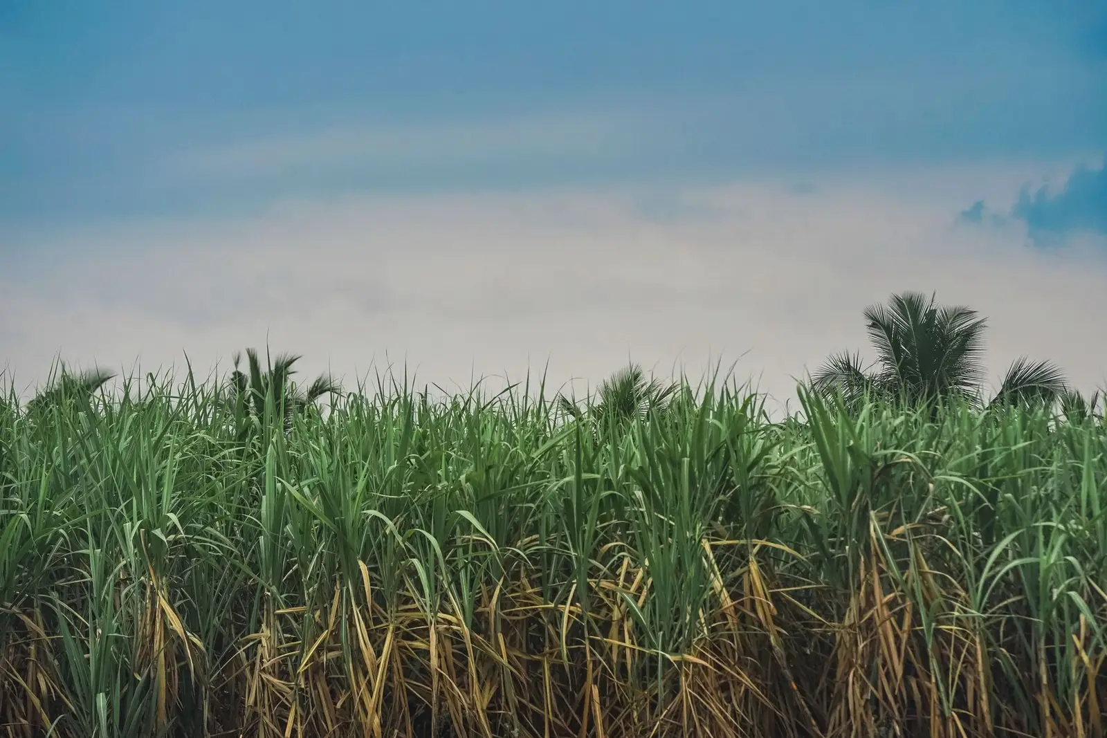 Sugar cane field (illustrative picture, not the producer)