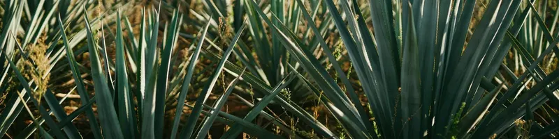 Jalisco, Mexico: the wine region