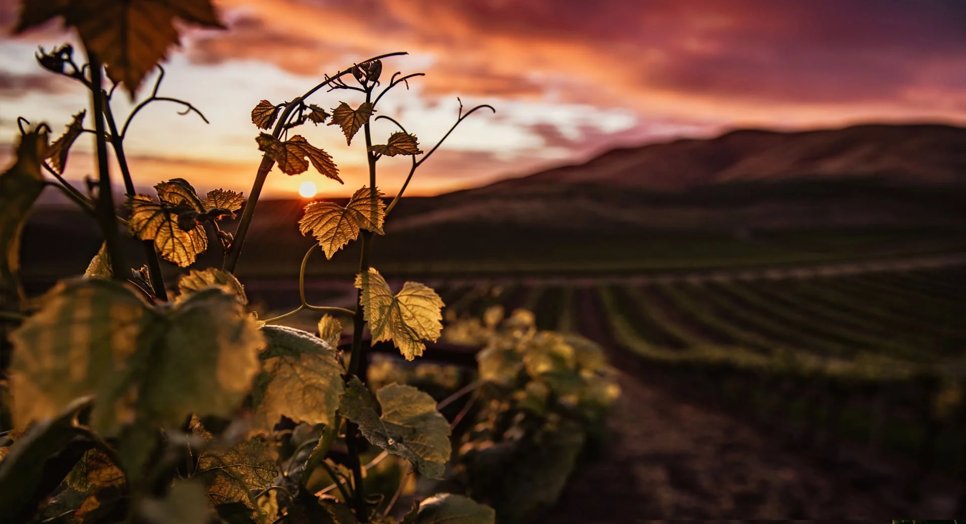 Bodegues Sumarroca