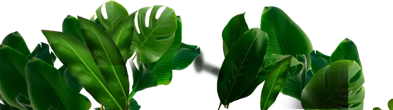 Flor de Cana