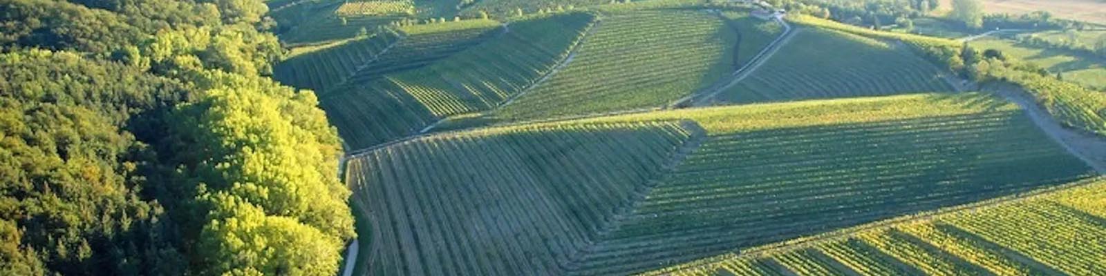 Aerial view of expansive green vineyards on rolling hills, bordered by lush forests under a clear blue sky. Dirt paths weave through the farmland, casting long shadows across the rows of grapevines.