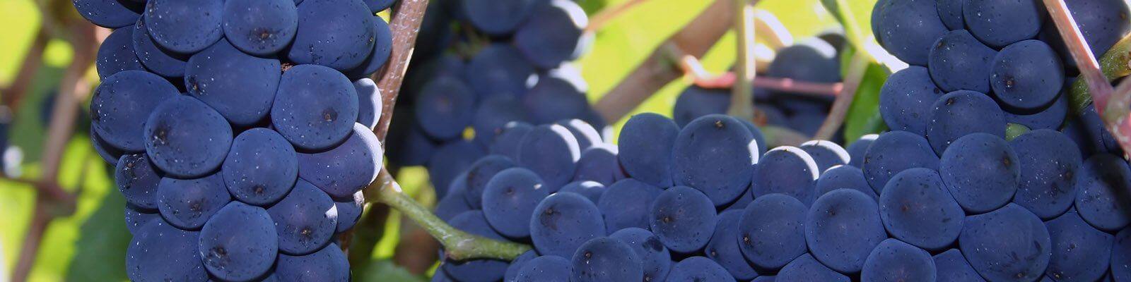 Onze collectie Pinot Noir - Vind deze bij Onshore Cellars uw jacht wijn leverancier