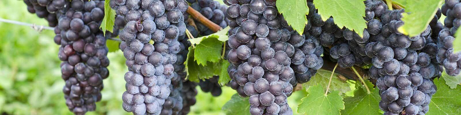 Onze collectie Nebbiolo - Vind deze bij Onshore Cellars uw jacht wijn leverancier