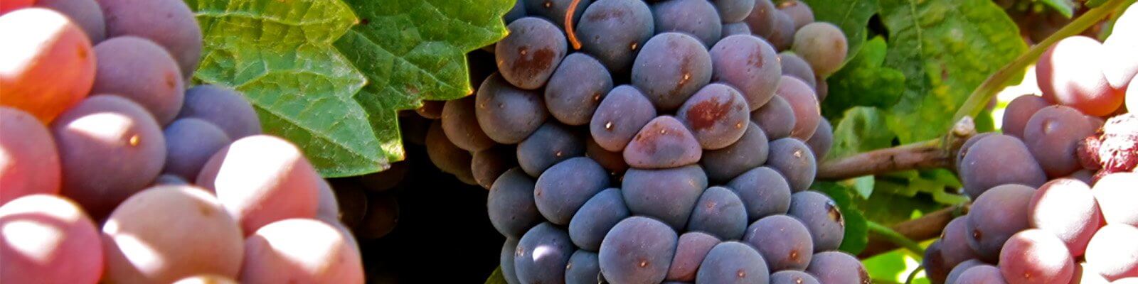 Onze collectie Pinot Grigio - Vind deze bij Onshore Cellars uw jacht wijn leverancier