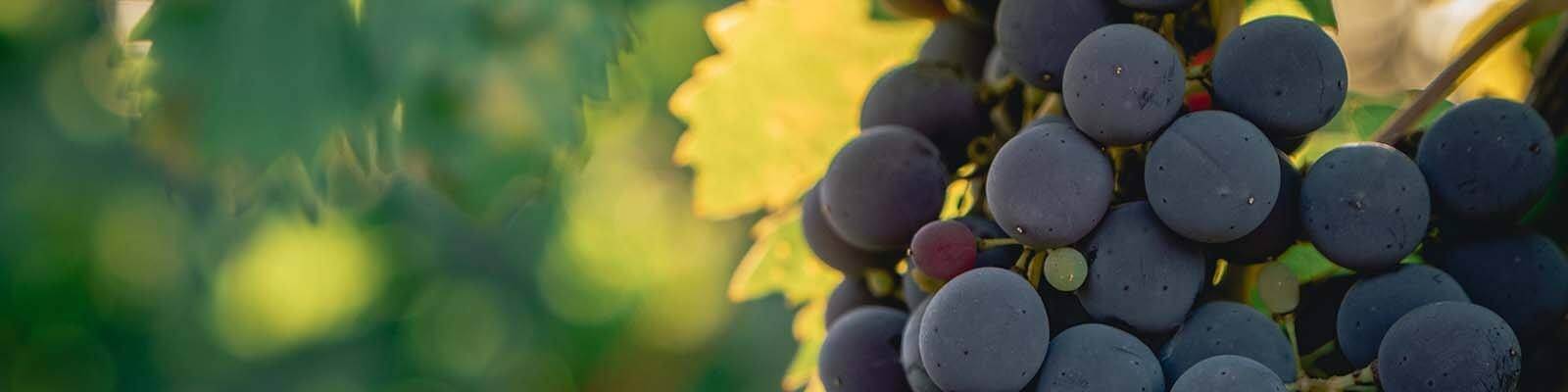 Onze collectie Sangiovese - Vind deze bij Onshore Cellars uw jacht wijn leverancier