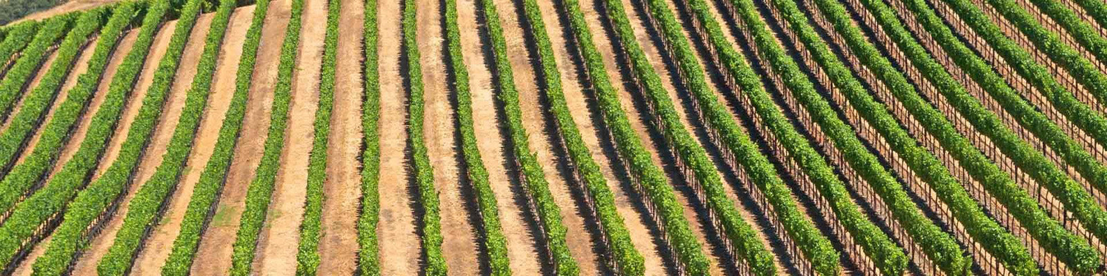 Aerial view of lush green vineyard rows running diagonally across a hillside, with alternating lines of soil, under clear sunlight.