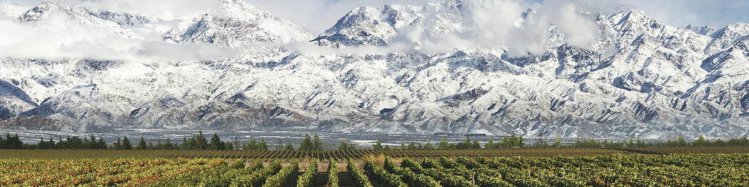 A vineyard landscape with rows of grapevines in the foreground and snow-covered mountains in the background under a partly cloudy sky.